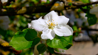 ඇපල් 2 ලැයිස්තුව